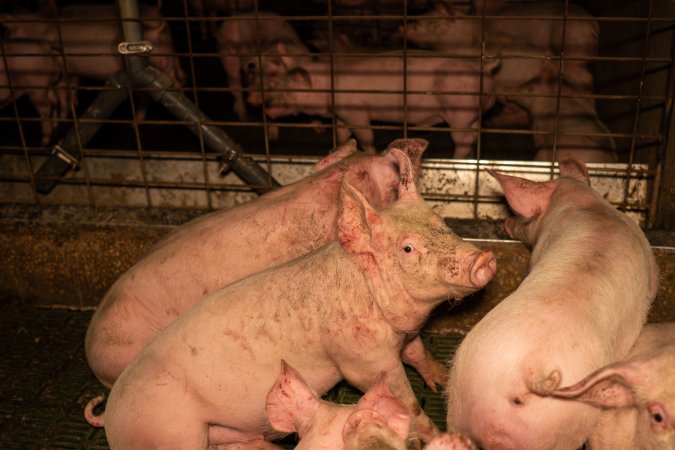 Grower pigs