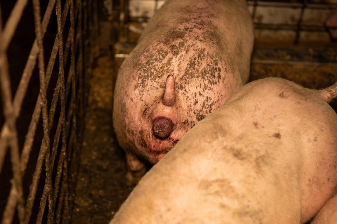Grower pig with an anal prolapse