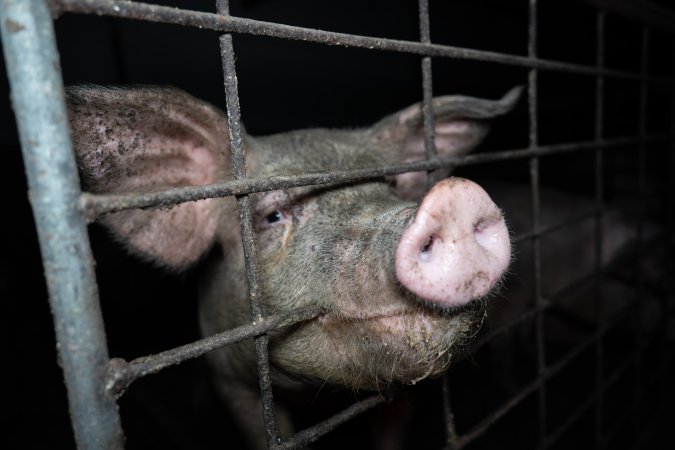Grower pigs