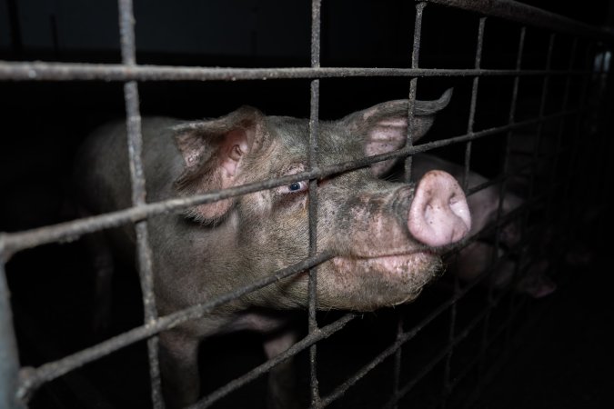 Grower pigs