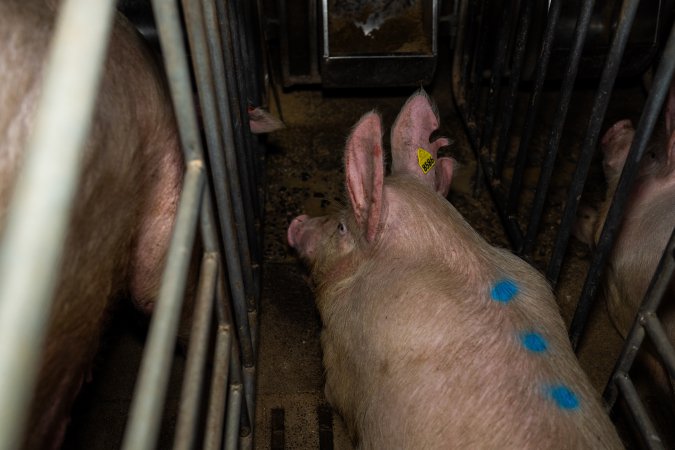 Sows in sow stalls
