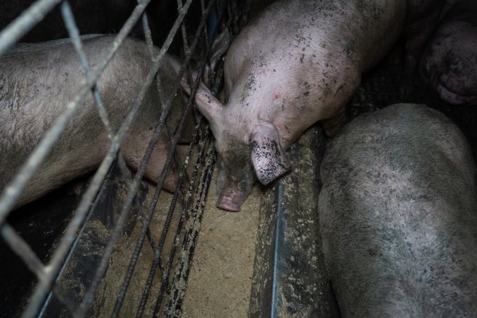 Grower pigs
