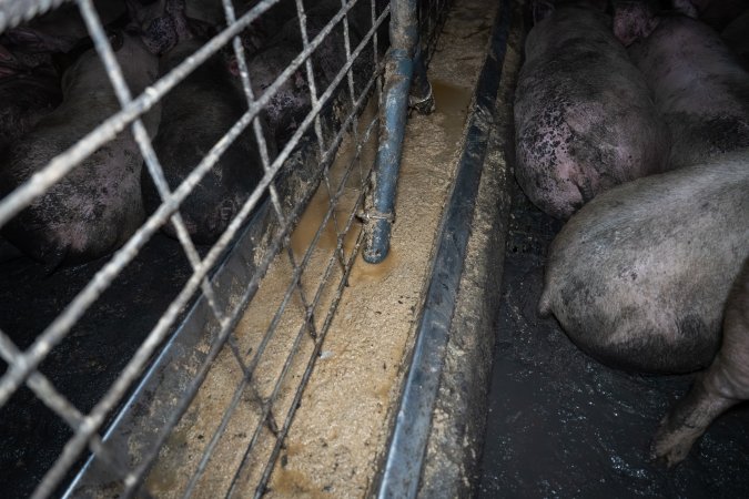 Grower pigs