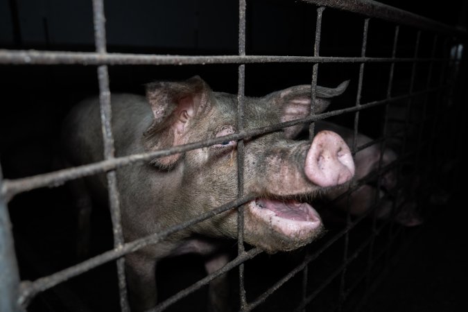 Grower pigs