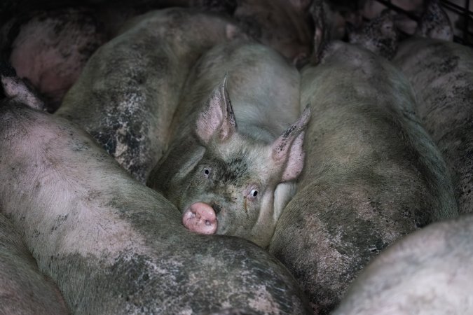 Grower pigs