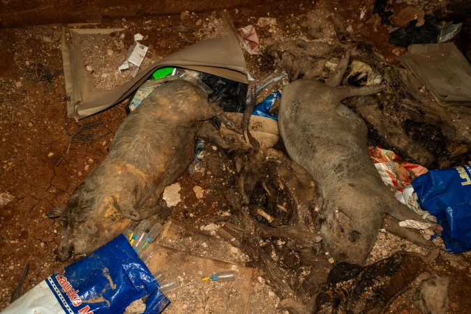 Dead pigs in a trench