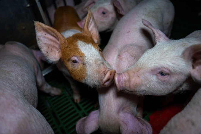 Weaner piglets