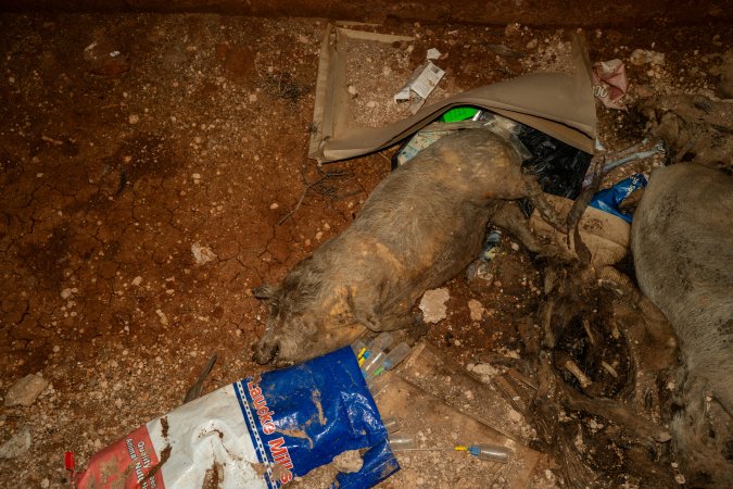 Dead pigs in a trench