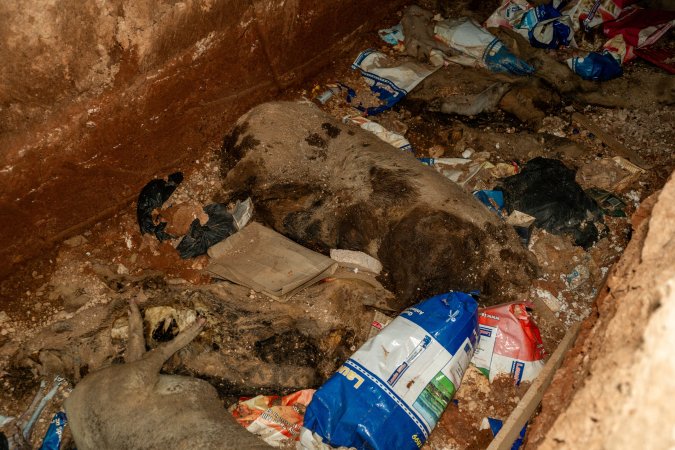 Dead pigs in a trench