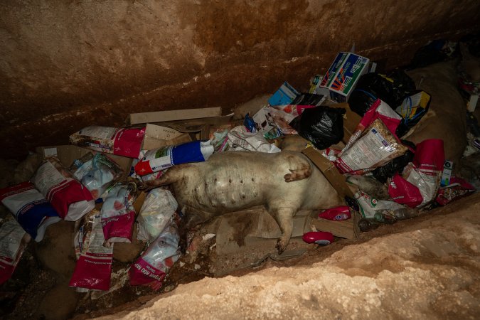 Dead pigs in a trench