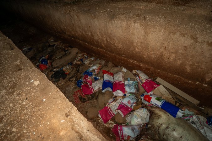 Dead pigs in a trench