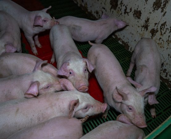 Weaner piglets