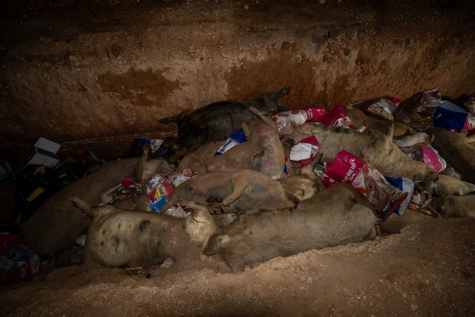 Dead pigs in a trench