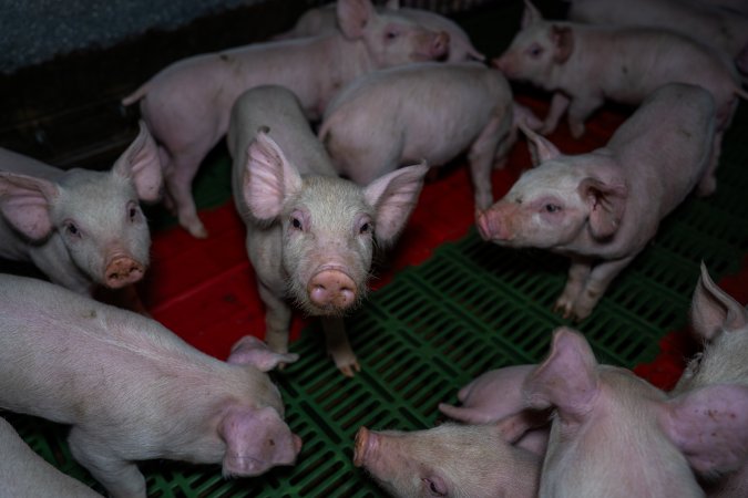 Weaner piglets