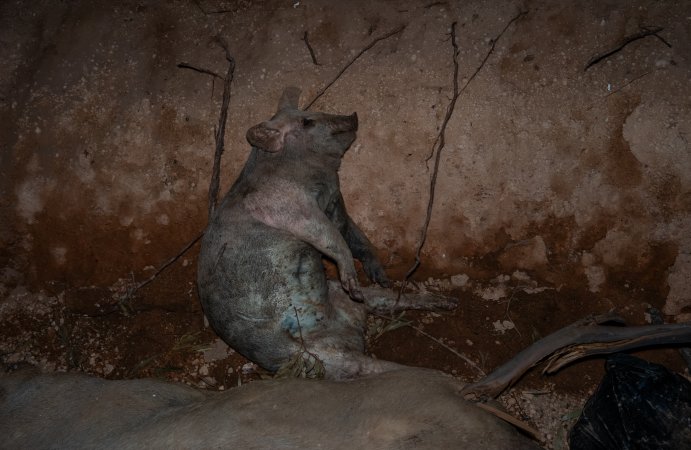 Dead pigs in a trench