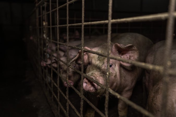 Grower pigs