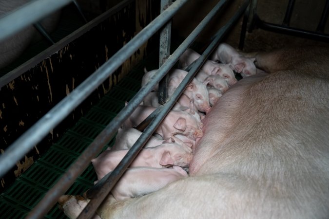 Sow nursing piglets in farrowing crate