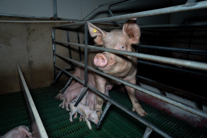 Sow standing above piglets in farrowing crate