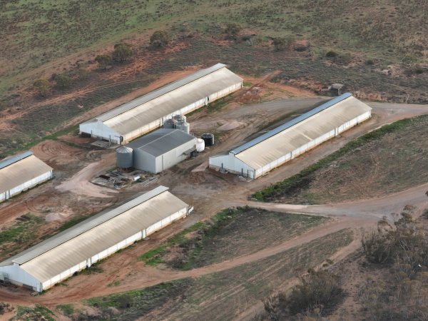 Drone flyover of piggery