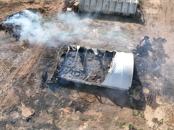 Pigs burned alive in shed fires