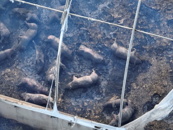 Pigs burned alive in shed fires