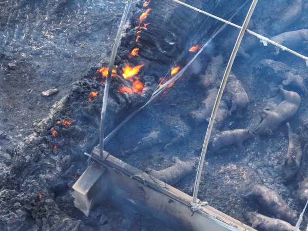 Pigs burned alive in shed fires