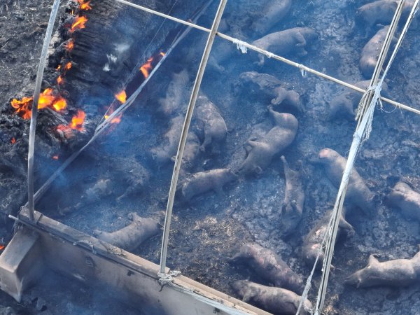 Pigs burned alive in shed fires