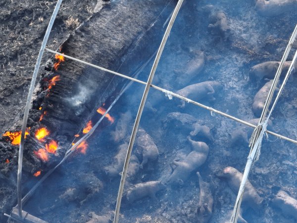Pigs burned alive in shed fires