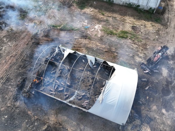 Pigs burned alive in shed fires