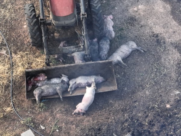 Pigs burned alive in shed fires