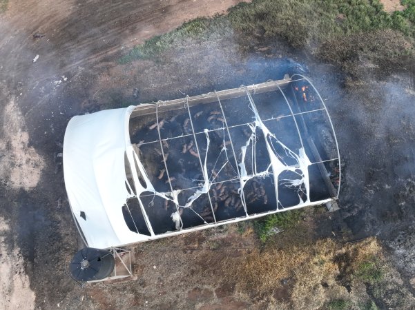 Pigs burned alive in shed fires