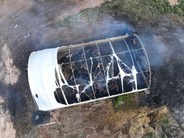 Pigs burned alive in shed fires