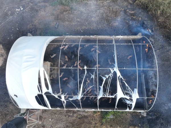 Pigs burned alive in shed fires
