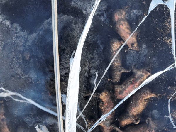 Pigs burned alive in shed fires