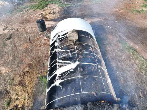 Pigs burned alive in shed fires