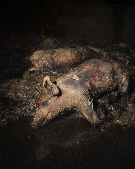 Dublin Piggery Fire Aftermath