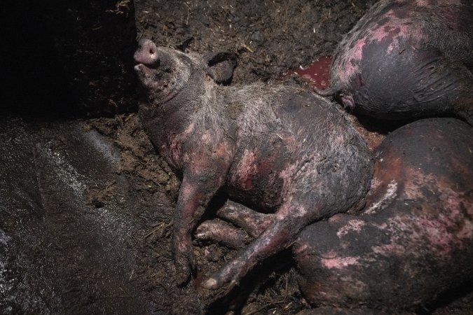 Dublin Piggery Fire Aftermath