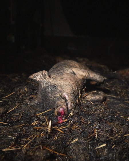 Dublin Piggery Fire Aftermath
