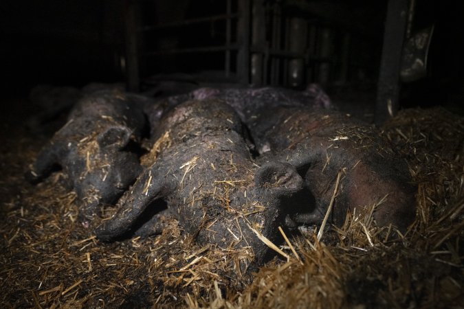 Dublin Piggery Fire Aftermath