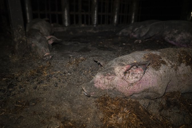 Dublin Piggery Fire Aftermath