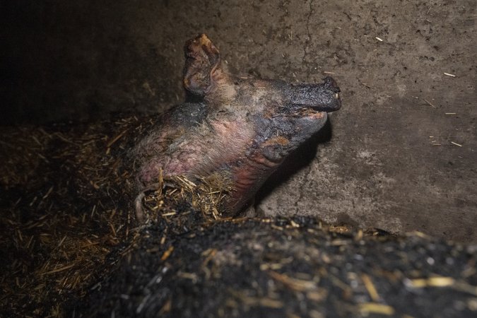 Dublin Piggery Fire Aftermath