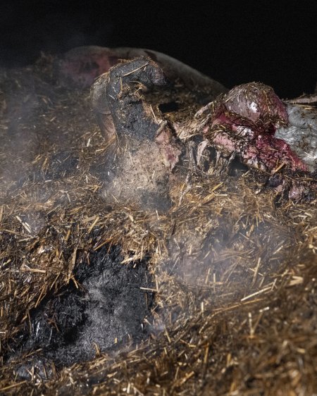 Dublin Piggery Fire Aftermath