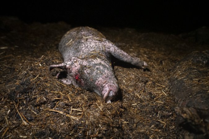 Dublin Piggery Fire Aftermath