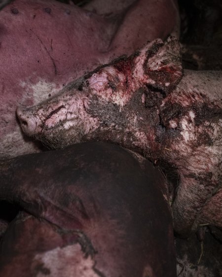 Dublin Piggery Fire Aftermath