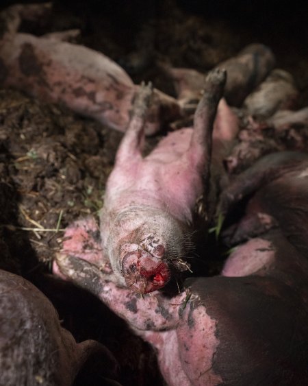 Dublin Piggery Fire Aftermath