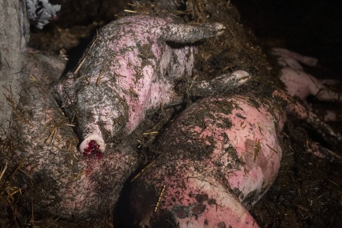 Dublin Piggery Fire Aftermath