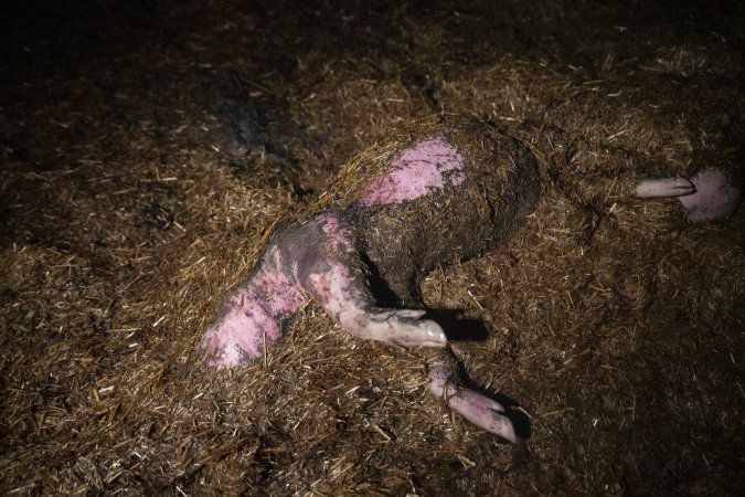 Dublin Piggery Fire Aftermath