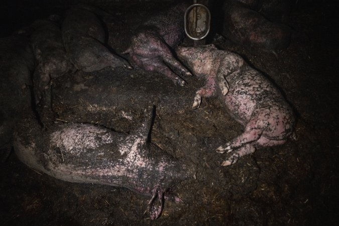 Dublin Piggery Fire Aftermath