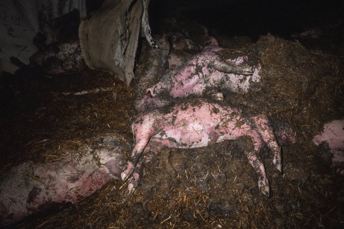 Dublin Piggery Fire Aftermath
