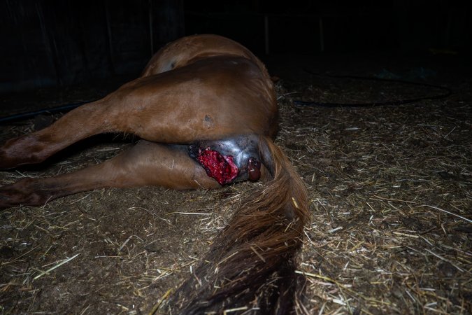 Dead mare with prolapse and wound.